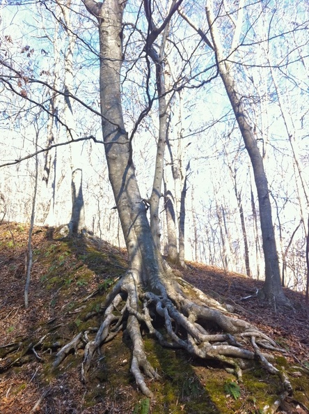 American Beech